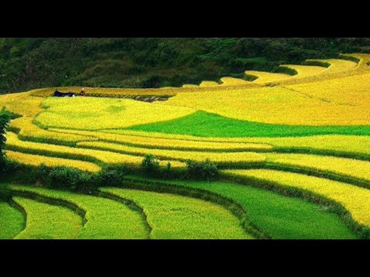 Gỗ và Video: Kết nối nghệ thuật truyền thống với công nghệ hiện đại